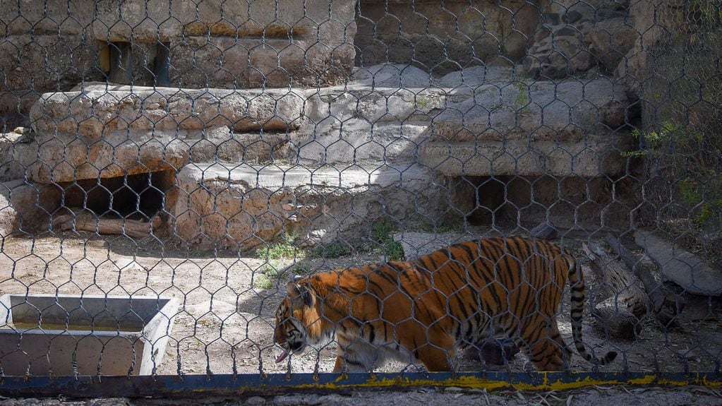Historias del Zoo de Mendoza: Violeta, la tigresa que vivía encadenada y era exhibida al público en Rivadavia. Foto: Claudio Gutiérrez / Los Andes.
