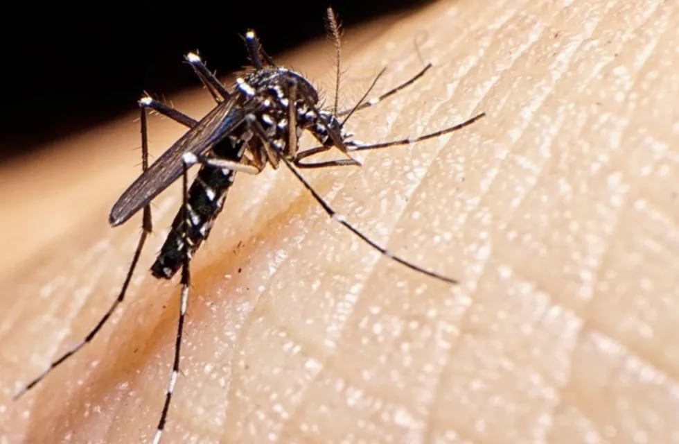 Dengue: más de 120 mil casos positivos y 79 muertes en los últimos ocho meses