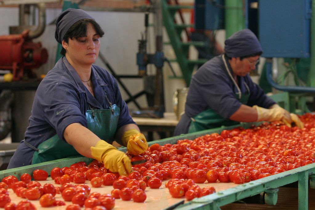 La mayor parte del tomate que se cultiva en Mendoza tiene como destino la industria.