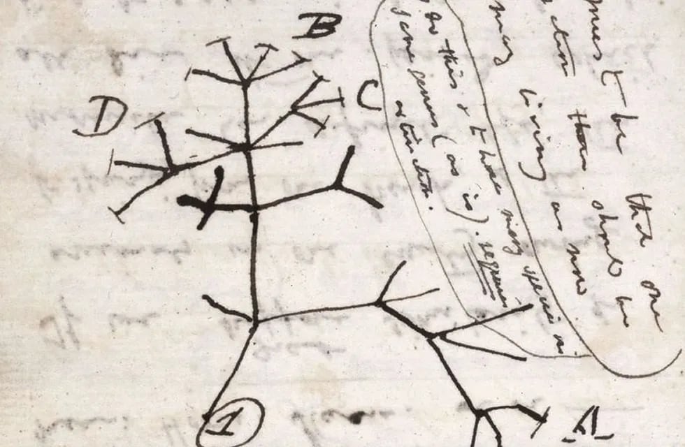 Los cuadernos, cuyo valor está estimado en millones de libras, incluyen el célebre boceto "Árbol de la vida'' del biólogo del siglo XIX.