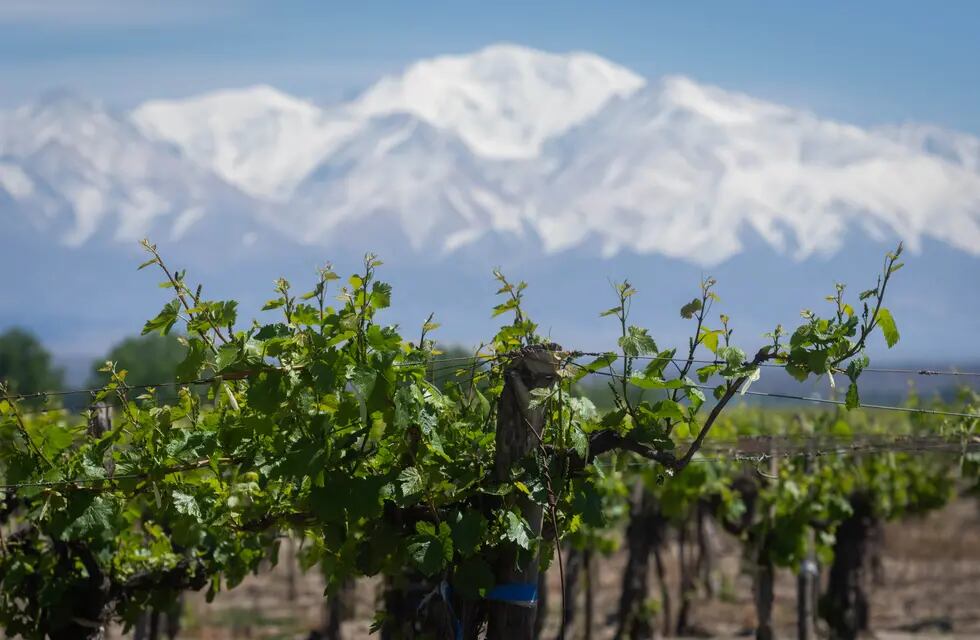 Los desafíos de la vitivinicultura con los cambios que intrudujo el DNU de Javier Milei. - Foto: Ignacio Blanco / Los Andes