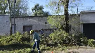 El día después de la catástrofe: Guaymallén, el departamento más golpeado por el temporal y sus consecuencias. En San José hubo varios árboles caídos. Foto: Orlando Pelichotti / Los Andes.