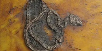 Fósil de la Pitón mas antigua del mundo