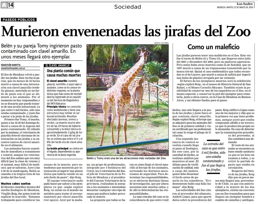 Historias del ex zoo de Mendoza: la “maldición de las jirafas” y las 6 que murieron en 14 años. Foto: Los Andes.
