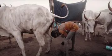 La extraña costumbre de las tribus de Sudán del Sur: se duchan con orina de vaca
