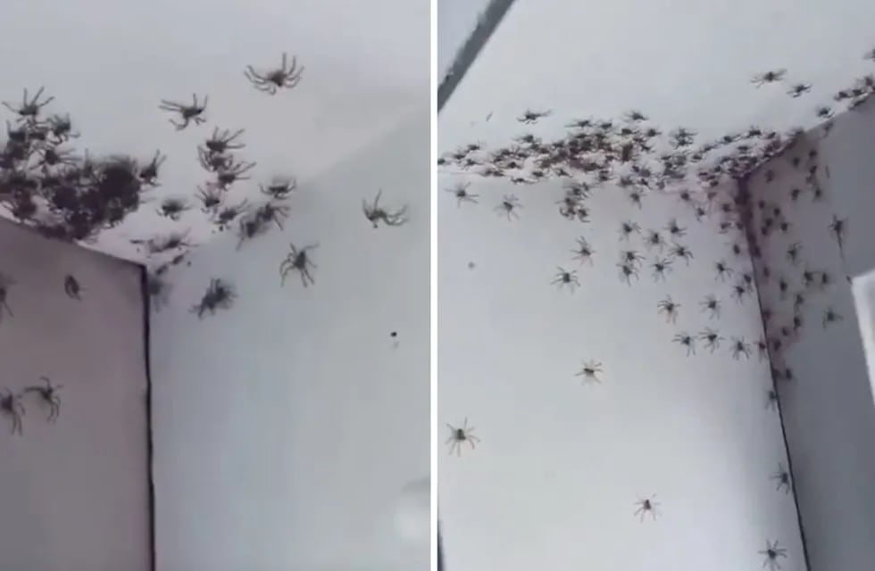 Cientos de arañas entraron a la habitación de su hija en Sidney.