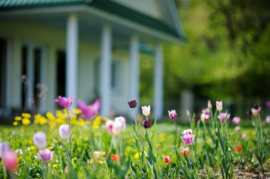 A los tulipanes, que están en plena floración y se abrirán en unos días, conviene colocarles un tutor, pues sus flores son pesadas y con el viento podrían quebrarse.