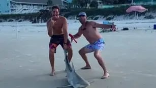 Polémica por el vídeo viral de dos bañistas que arrastran y apuñalan a un pequeño tiburón varado en la playa