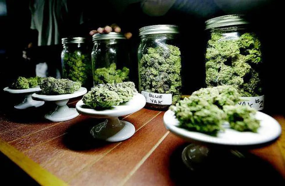Brasil estudia legalizar la utilización médica de la marihuana