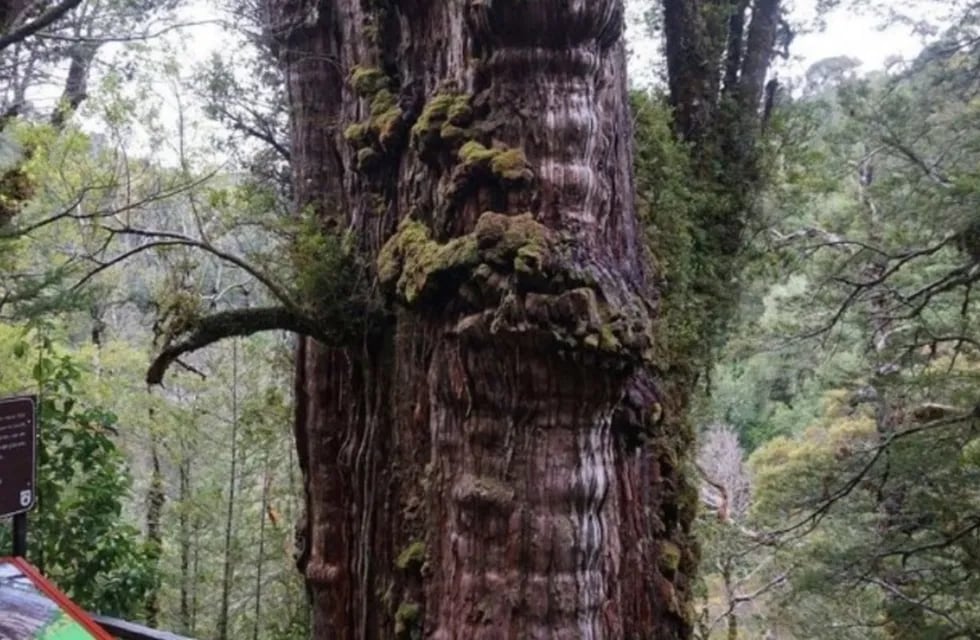 El Gran Abuelo: el árbol más longevo de la Tierra.