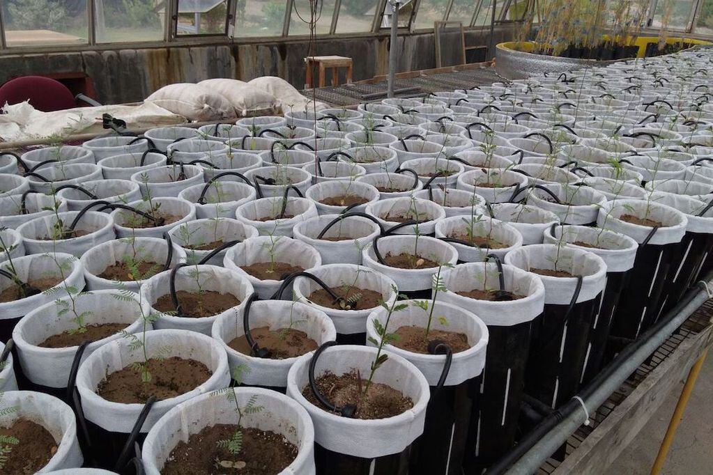Plantas nativas del desierto de Lavalle creciendo en un invernáculo para evaluar sus respuestas ecofisiológicas a dos niveles de riego, durante su producción previa a la re-vegetación en el campo.