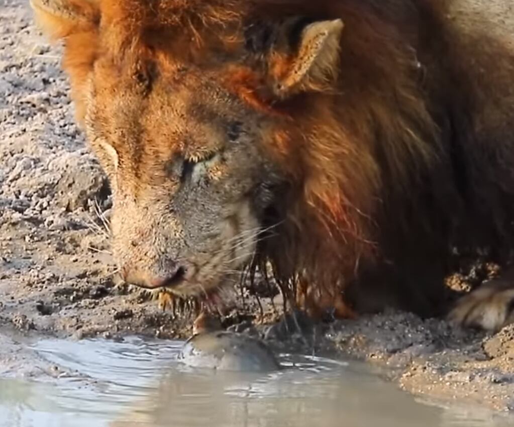 Los dos leones se retiraron sin poder saciar su sed. Foto: Captura web.