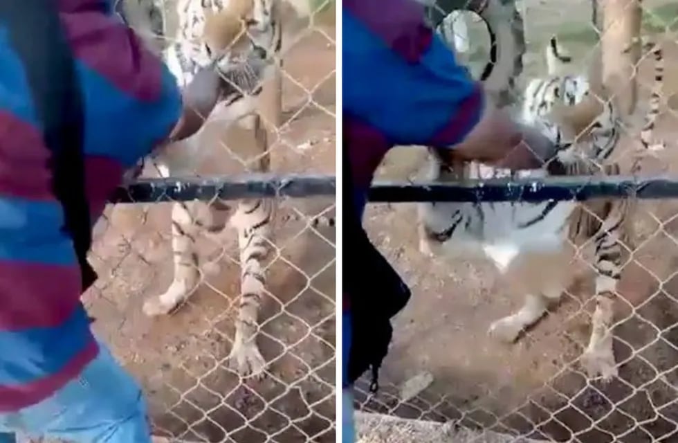 Un hombre metió su mano en la jaula de los tigres y uno de los animales se la arrancó.