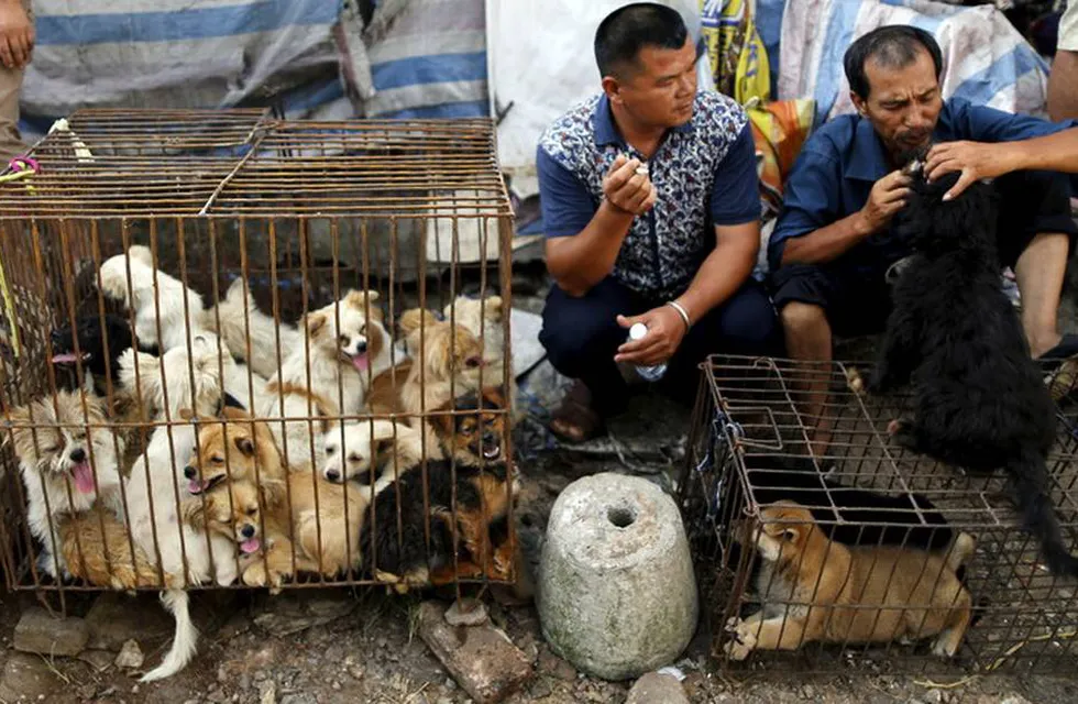 Organizaciones proteccionistas luchan contra reloj para rescatar a más de 5 mil perros.