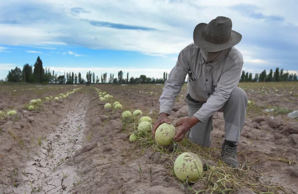 EL pago del Seguro Agrícola a roductores estará a cargo de la Provincia. - José Gutiérrez / Los Andes