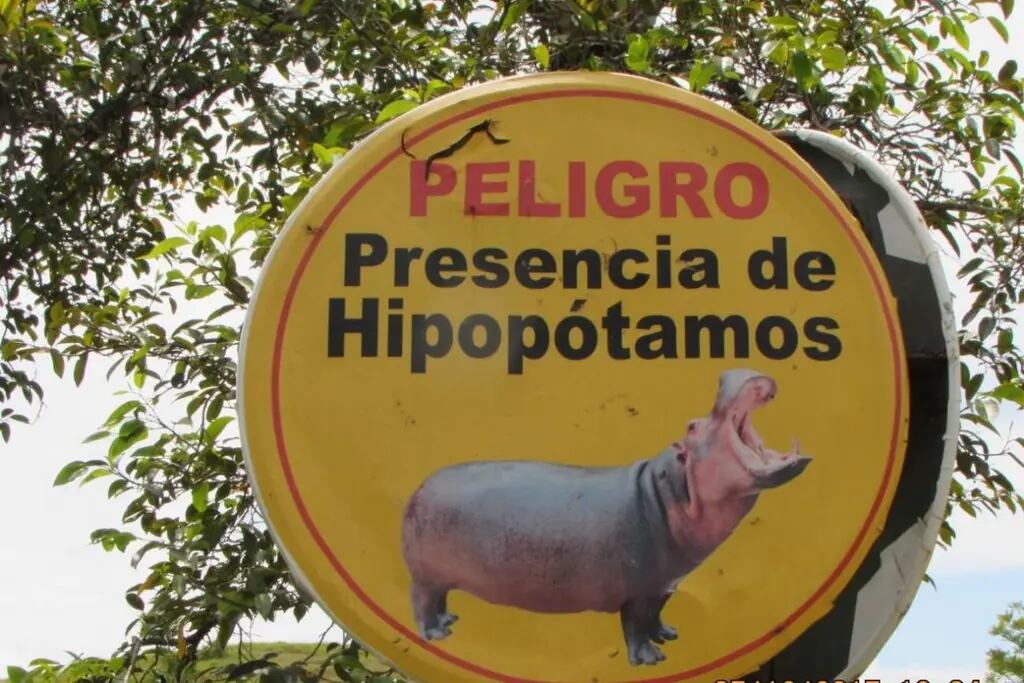 Alerta de hipopótamos en la antigua hacienda de Pablo Escobar