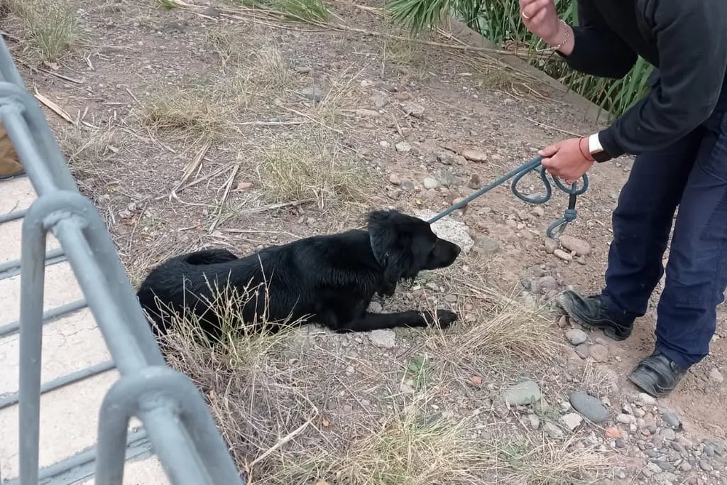 Rescataron a un perro en Guaymallén