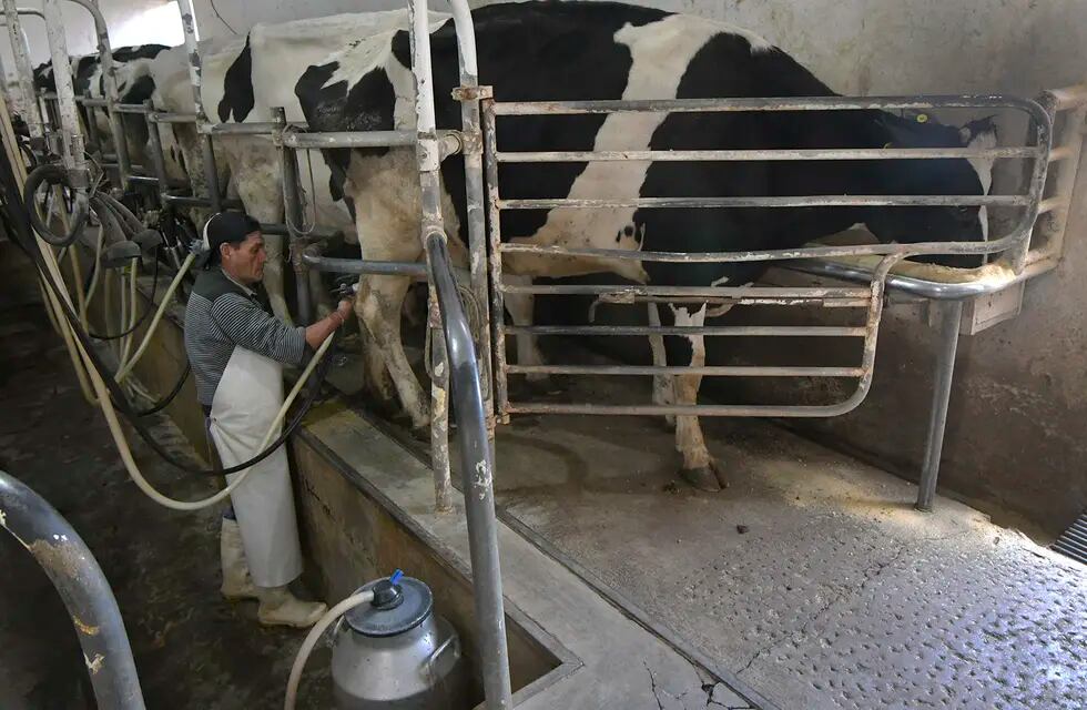 La lechería atraviesa en la actualidad subas de costos asociados a la alimentación, a los efectos de la sequía y la falta de reservas en ciertas zonas afectadas del Centro-Norte de Santa Fe y Entre Ríos. Foto: Orlando Pelichotti / Los Andes