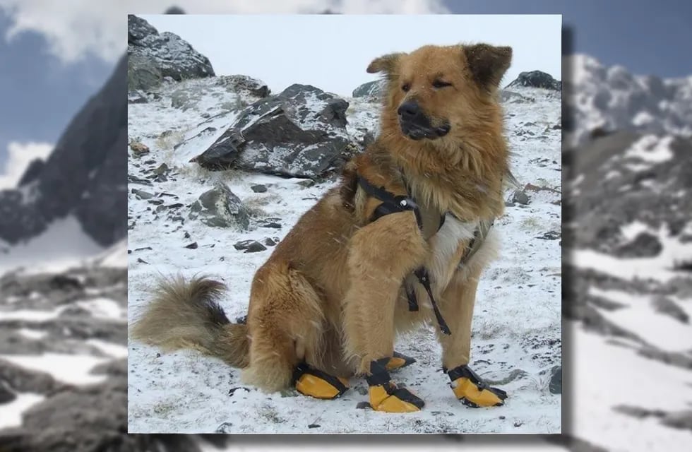 Oro, el perro guía que subió al Aconcagua y “pelea” por su jubilación