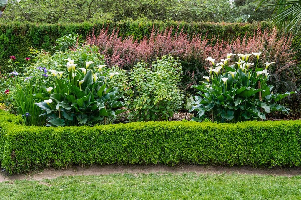 Los cercos vivos son una gran opción para separar diferentes sectores de un jardín, delimitar con un lote vecino o crear una barrera visual. 