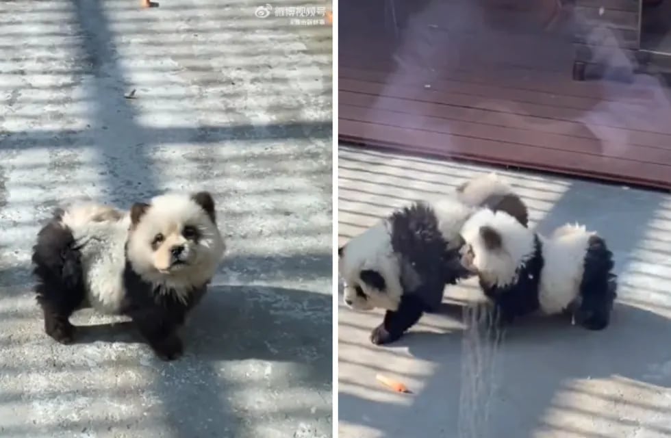 Un zoológico chino pintó de blanco y negro dos perros para hacerlos pasar como osos panda. Facebook.