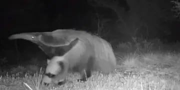 Apareció en Brasil un oso hormiguero que se consideraba extinto hace 130 años