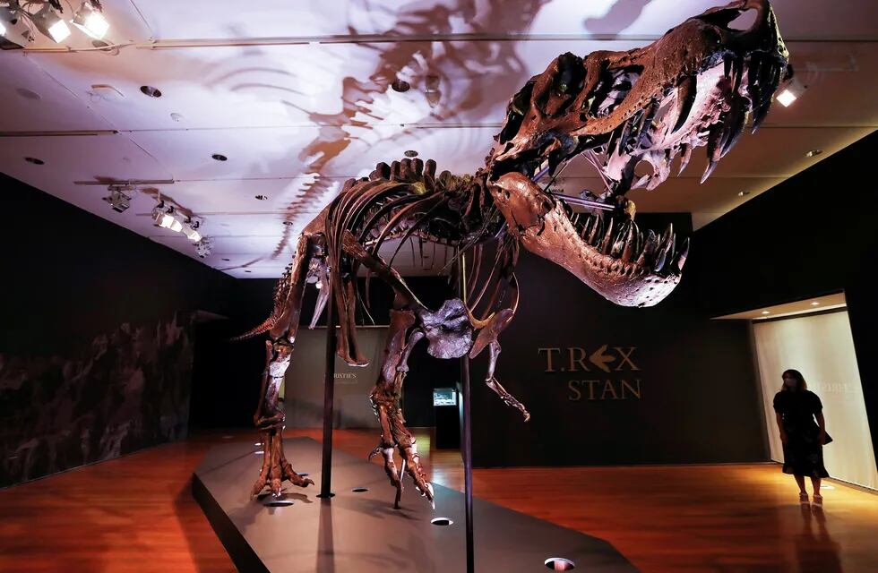 Paleontólogos del Instituto de Investigación Black Hills, en Dakota del Sur, trabajaron más de 30.000 horas para desenterrar y recomponer su esqueleto, que posee 188 huesos.
