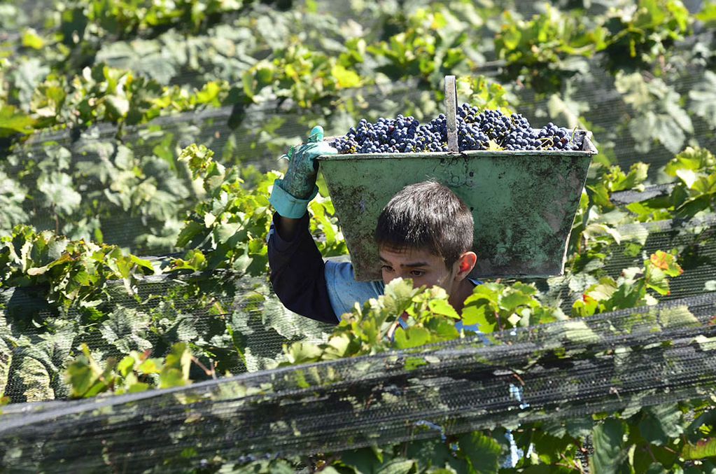 La producción orgánica de vinos mantiene su crecimiento.