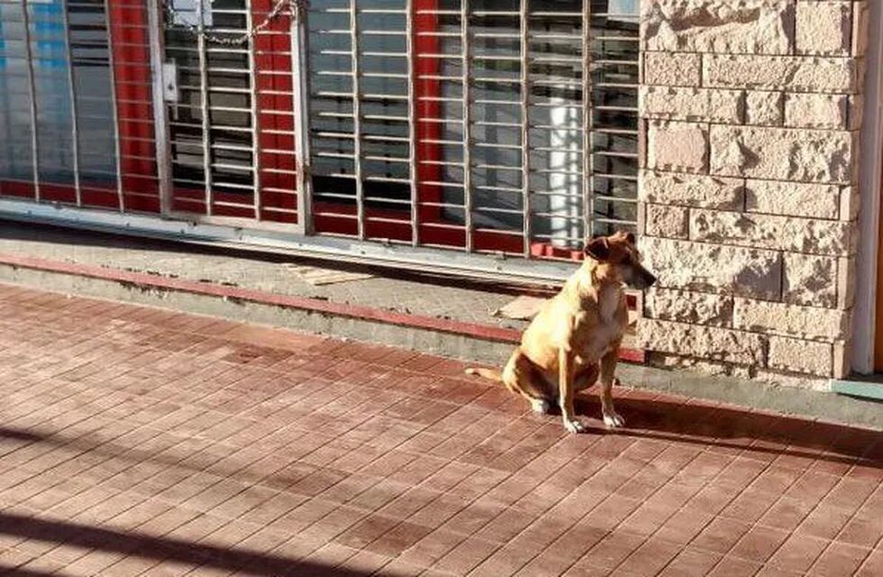 La perra Bianca espera a su ama en la puerta de su negocio en Tunuyán