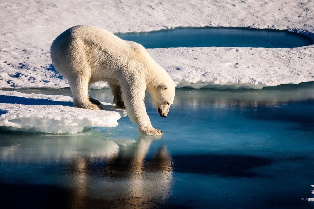 Informes científicos señalan que la capa de hielo se vuelve cada vez más delgada en el Ártico. 