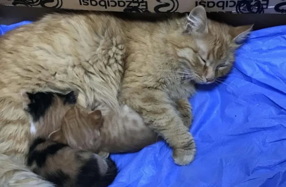 La gata con sus crías