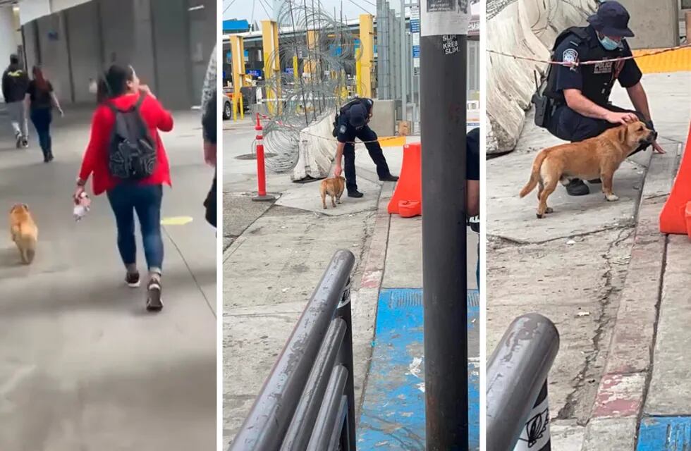 Al cruzar la frontera, el can se ganó el cariño del personal policial. Foto: Captura de video