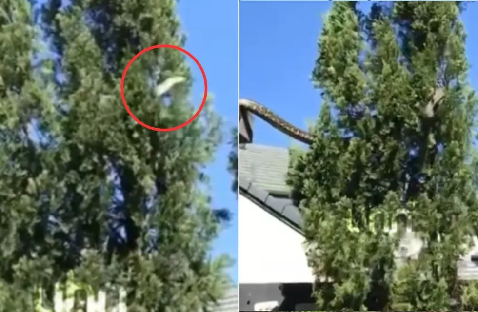 La impactante presencia de una pitòn gigante sobre los techos de un barrio en Australia