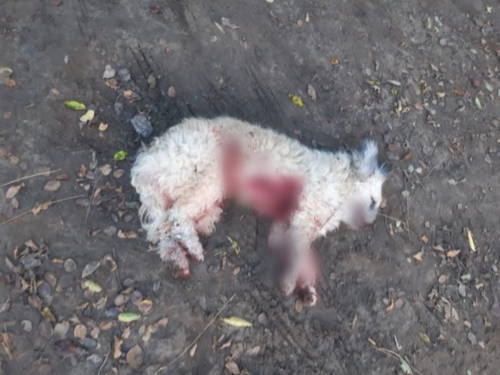 Imágenes sensibles. Un hombre mató a dos perros a cuchillazos tras una violenta pelea vecinal. Foto: Info Berisso.