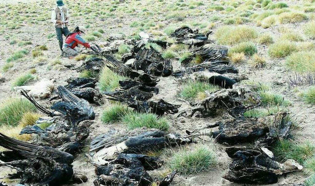 Por qué el cóndor andino es tan importancia en los ecosistemas y los peligros de querer combatirlo. Facebook Programa Conservación Cóndor Andino