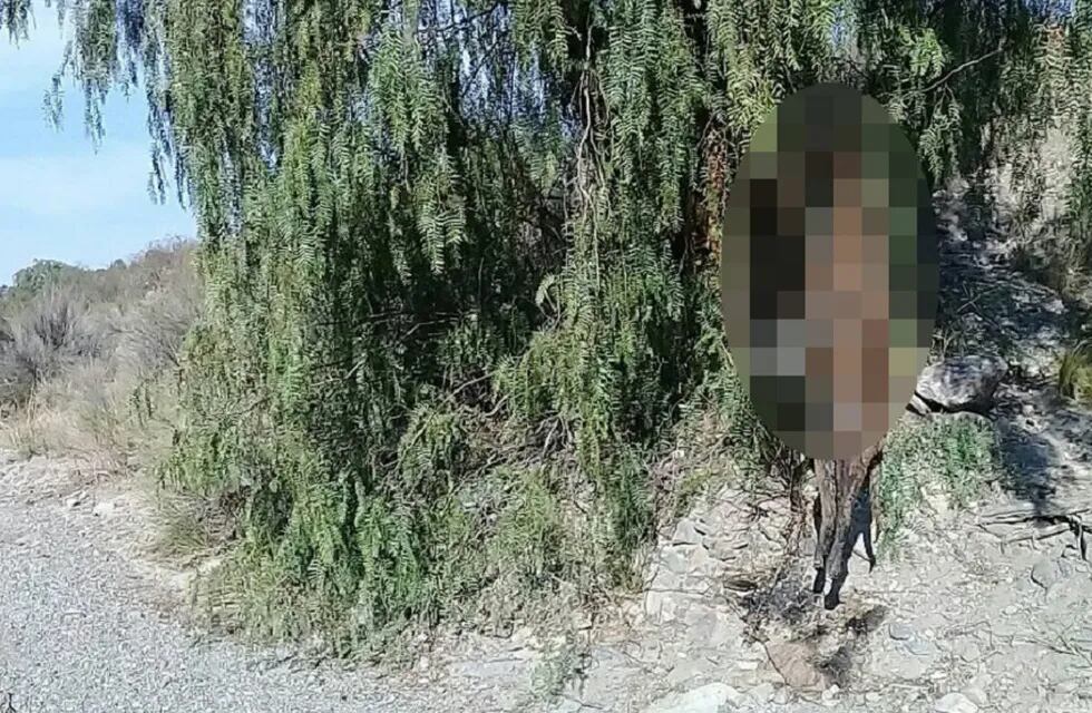 Macabro hallazgo en Las Heras: aparecieron dos perros ahorcados en un árbol