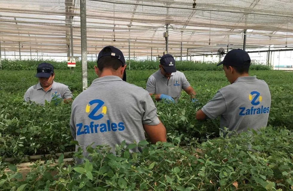 A través de Zafrales se puede contratar personal temporario para trabajos en el campo.