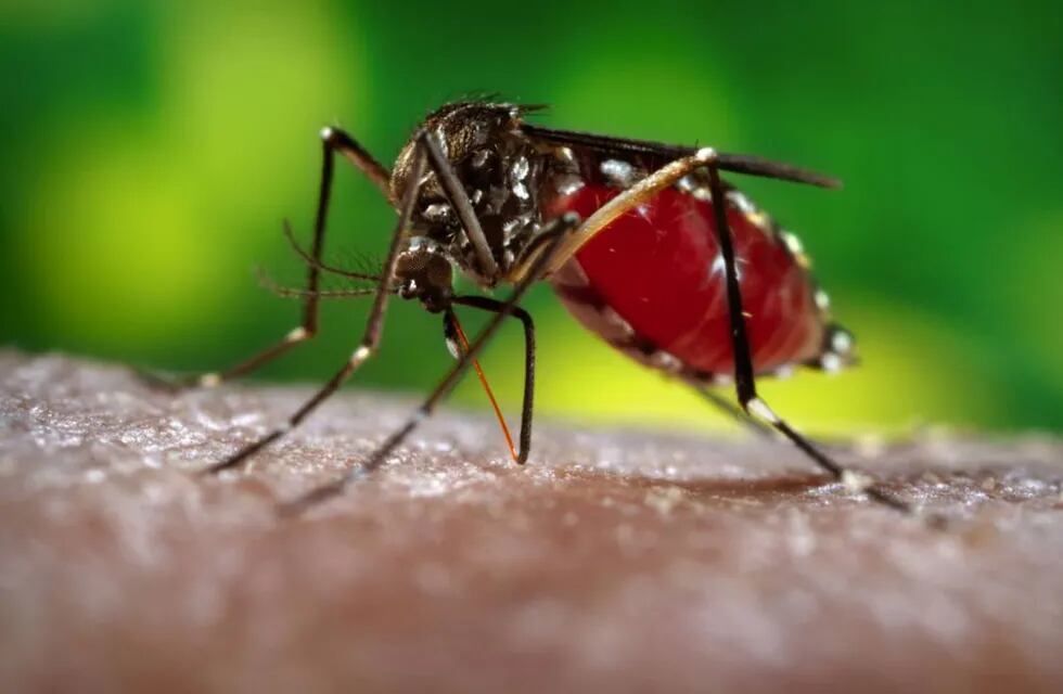 Detectan el primer caso de dengue “autóctono” en Córdoba