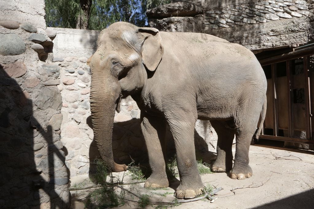 Video: así es el entrenamiento con que Tamy, el elefante que conmovió a Santi Maratea, se prepara para ir a Brasil. Foto: Gobierno de Mendoza.