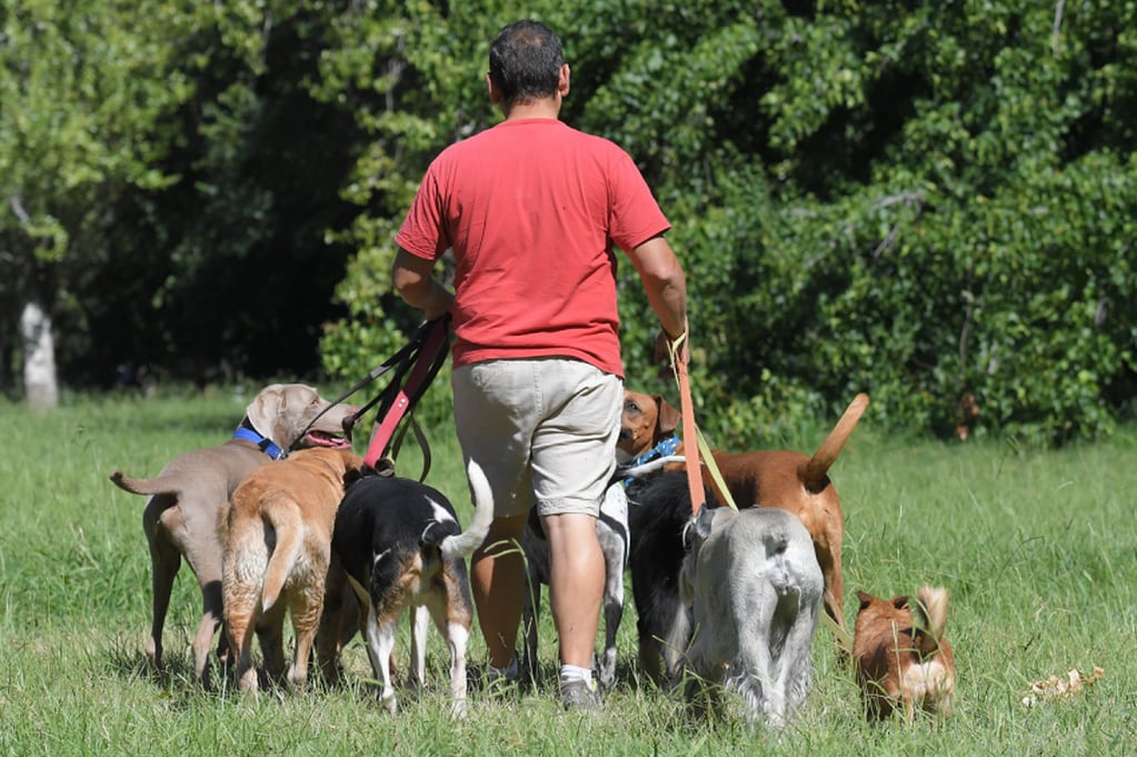 En el último tiempo ha crecido el oficio de paseador de perros. - Orlando Pelichotti / Los Andes