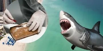 Investigadores aseguran que el cambio en el comportamiento de tiburones en Florida es por el consumo de cocaína