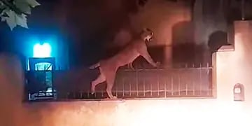 Un puma deambulaba por las calles en Necochea, fue capturado y lo liberaron en un centro de rescate de animales silvestres