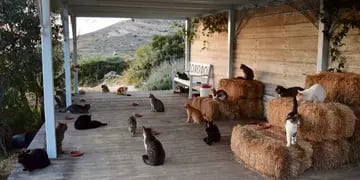Parece broma pero es real: alguien paga por cuidar a 50 felinos, con hospedaje incluido en Grecia.
