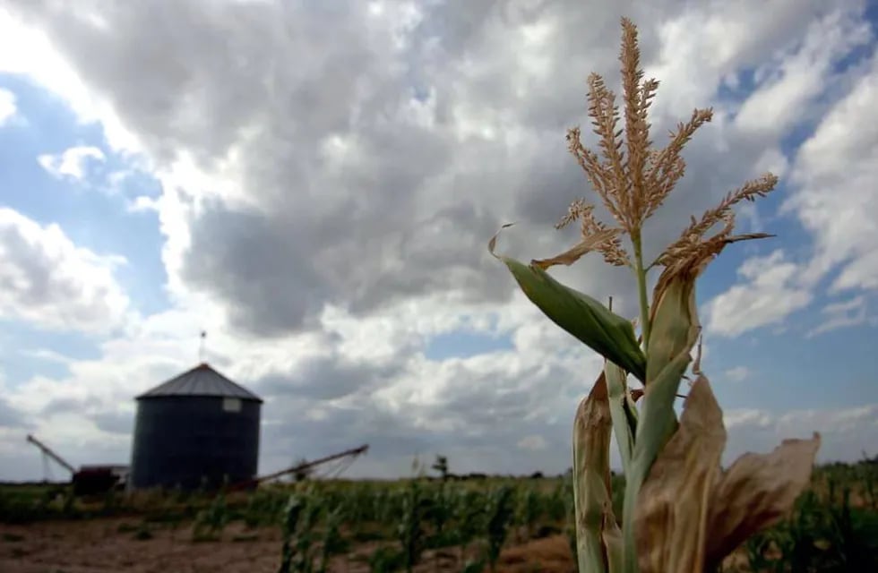 Desde 1926, en Argentina se celebra el Día del Cerealista cada 14 de agosto. Se trata de una fecha que representa al sector agropecuario, una de las actividades fuertes del país y parte sustancial de su desarrollo.