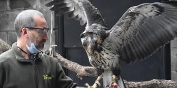 Águila coronada rescatada en Ñacuñán- Rehabilitación