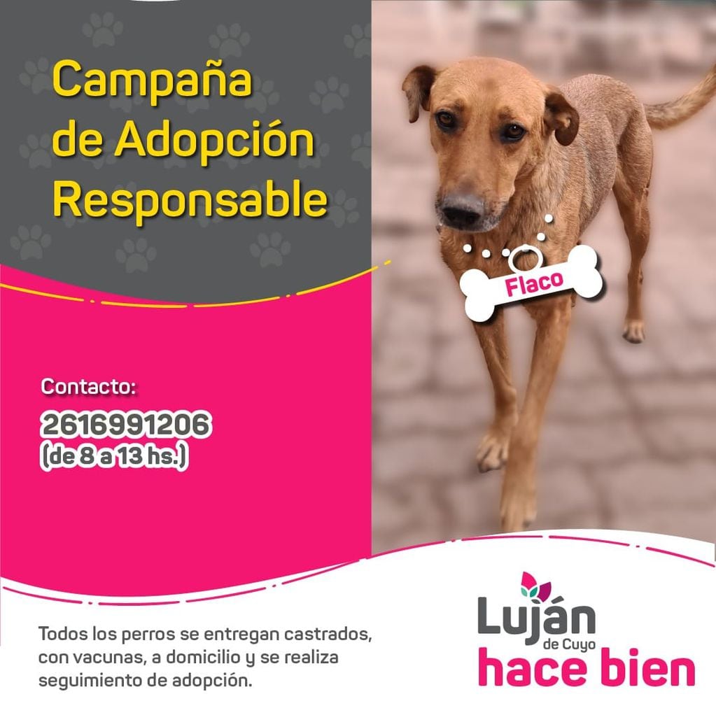 La original campaña en redes con que Luján busca dar en adopción a 17 perritos rescatados de situaciones traumáticas. Foto: facebook Municipalidad Luján de Cuyo
