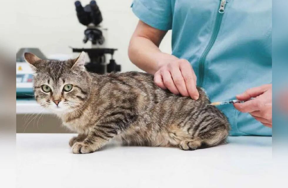 Si el gato no sale de casa, ¿debo vacunarlo de todos modos?