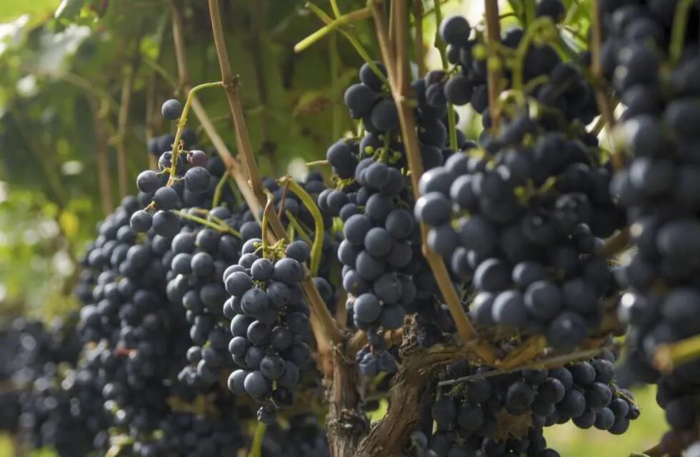 UVAS. La producción vitivinícola argentina, con buen panorama internacional.