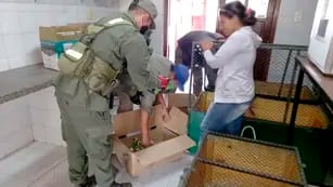 rescataron 100 loros en el Chaco
