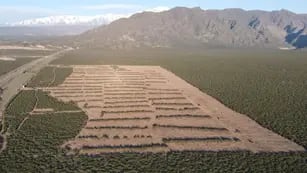 Desmontan hectáreas de jarilla en el piedemonte lujanino y hay acusaciones cruzadas entre una ONG y el Gobierno. Foto: Gentileza Fundación Cullunche